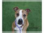 Bullboxer Pit DOG FOR ADOPTION RGADN-1256684 - GINGERBREAD - Pit Bull Terrier /
