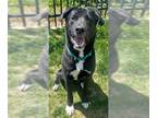 Akita-Labrador Retriever Mix DOG FOR ADOPTION RGADN-1256714 - WAYLON - Labrador