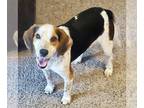 Beagle Mix DOG FOR ADOPTION RGADN-1256719 - Mojito - Beagle / Mixed (short coat)