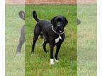Labrador Retriever Mix DOG FOR ADOPTION RGADN-1256729 - Mollie - Labrador