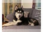 Huskies Mix DOG FOR ADOPTION RGADN-1256730 - Luna - Husky / Mixed (short coat)