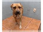 Mastiff DOG FOR ADOPTION RGADN-1256758 - GOOD BOY - Mastiff (medium coat) Dog