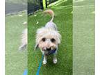 Havanese Mix DOG FOR ADOPTION RGADN-1256761 - Chewbacca (Chewy) - Terrier /