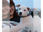 Jack Russell Terrier Mix DOG FOR ADOPTION RGADN-1256771 - Baby Bellla - Jack