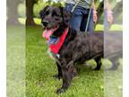Labrador Retriever Mix DOG FOR ADOPTION RGADN-1256781 - Trucker - Labrador