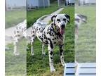 Dalmatian DOG FOR ADOPTION RGADN-1256783 - Poppy - Dalmatian (short coat) Dog