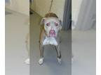 American Pit Bull Terrier Mix DOG FOR ADOPTION RGADN-1256788 - DANTE - Pit Bull