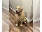 Golden Retriever DOG FOR ADOPTION RGADN-1256790 - Jack - Golden Retriever (long