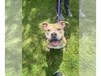 American Pit Bull Terrier-Eurasier Mix DOG FOR ADOPTION RGADN-1256791 - Simba -