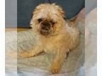 Pominese DOG FOR ADOPTION RGADN-1256794 - Gypsy - Pekingese / Pomeranian / Mixed
