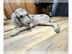 Labradoodle DOG FOR ADOPTION RGADN-1256800 - Diesel - Labrador Retriever /