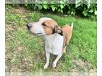 Sheprador DOG FOR ADOPTION RGADN-1256802 - Leia Ray - Australian Shepherd /