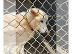 Huskies -Shiba Inu Mix DOG FOR ADOPTION RGADN-1256805 - Laila - Shiba Inu /