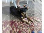Beagle Mix DOG FOR ADOPTION RGADN-1256812 - Barry - Shepherd / Beagle / Mixed