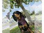 Bluetick Coonhound Mix DOG FOR ADOPTION RGADN-1256815 - Jarvis - Bluetick