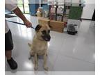 Bullmastiff Mix DOG FOR ADOPTION RGADN-1256839 - BAGARA - Bullmastiff / Mixed