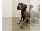 Boxer-Mastiff Mix DOG FOR ADOPTION RGADN-1256845 - NEO - Boxer / Mastiff / Mixed