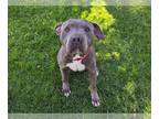 American Pit Bull Terrier DOG FOR ADOPTION RGADN-1256856 - NIKKI - Pit Bull