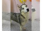 Siberian Husky DOG FOR ADOPTION RGADN-1256864 - CABOT - Siberian Husky (medium