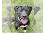 Boxer DOG FOR ADOPTION RGADN-1256871 - LILY - Boxer (medium coat) Dog For