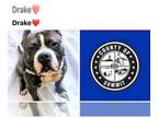 Bullboxer Pit DOG FOR ADOPTION RGADN-1256875 - DRAKE - Pit Bull Terrier / Boxer