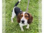 Beagle DOG FOR ADOPTION RGADN-1256878 - Daiquiri - Beagle (short coat) Dog For