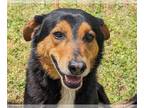 Australian Shepherd Mix DOG FOR ADOPTION RGADN-1256890 - Romeo - Australian