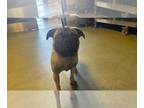 Pug DOG FOR ADOPTION RGADN-1256917 - A534374 - Pug (medium coat) Dog For