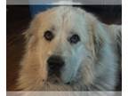 Great Pyrenees DOG FOR ADOPTION RGADN-1256921 - BARRY - Great Pyrenees (long
