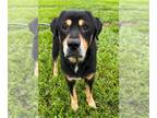 Labrottie DOG FOR ADOPTION RGADN-1256930 - ALFIE - Rottweiler / Labrador