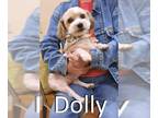 Poodle (Toy) Mix DOG FOR ADOPTION RGADN-1256940 - Dolly - Poodle (Toy) / Terrier