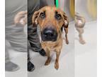 German Shepherd Dog-Redbone Coonhound Mix DOG FOR ADOPTION RGADN-1256958 -