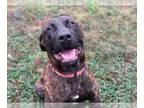 Mastiff Mix DOG FOR ADOPTION RGADN-1256974 - HANZO - Mastiff / Mixed (medium