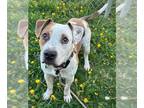 American Staffordshire Terrier Mix DOG FOR ADOPTION RGADN-1256976 - CHARUS -