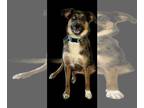 Catahoula Leopard Dog Mix DOG FOR ADOPTION RGADN-1256981 - Suga - Catahoula
