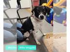 Lab-Pointer DOG FOR ADOPTION RGADN-1256983 - Bilbo Waggins - Labrador Retriever