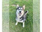Mix DOG FOR ADOPTION RGADN-1256988 - Chauncey - Husky Dog For Adoption