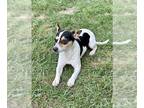Jack Russell Terrier DOG FOR ADOPTION RGADN-1256989 - Lovey - Jack Russell