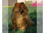 Chow Chow DOG FOR ADOPTION RGADN-1256995 - Sadie - Chow Chow (long coat) Dog For