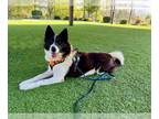 Border Collie Mix DOG FOR ADOPTION RGADN-1257004 - BADUCK - Border Collie /