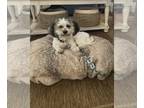 Shih Tzu DOG FOR ADOPTION RGADN-1257005 - Princess Sandy - Shih Tzu (short coat)