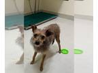 Brussels Griffon Mix DOG FOR ADOPTION RGADN-1257006 - A188898 - Wirehaired Fox