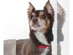 Miniature Pinscher DOG FOR ADOPTION RGADN-1257016 - *GROVER - Miniature Pinscher