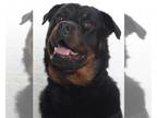 Rottweiler DOG FOR ADOPTION RGADN-1257017 - *DUTCH - Rottweiler (medium coat)