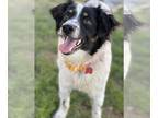 Border-Aussie DOG FOR ADOPTION RGADN-1257024 - Paisley - Border Collie /