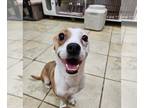 Jack Russell Terrier Mix DOG FOR ADOPTION RGADN-1257029 - Karina - Jack Russell