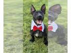 Bull Terrier-Dachshund Mix DOG FOR ADOPTION RGADN-1257037 - Pacino - Dachshund /