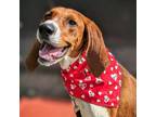 Adopt Scooby a Foxhound, Mixed Breed