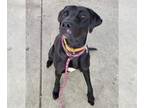 Labrador Retriever DOG FOR ADOPTION RGADN-1257100 - CLIFF THE BIG BLACK DOG -