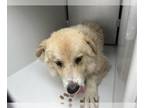 Great Pyrenees Mix DOG FOR ADOPTION RGADN-1257104 - A622327 - Great Pyrenees /